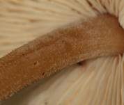 Striegeliger Rübling, Foto 11