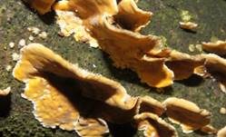 Striegeliger Schichtpilz, Foto 13