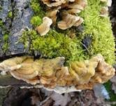 Striegeliger Schichtpilz, Foto 14