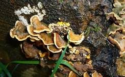 Striegeliger Schichtpilz, Foto 15
