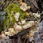 Striegeliger Schichtpilz, Foto 16
