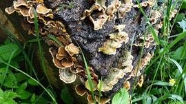 Striegeliger Schichtpilz, Foto 20