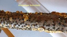 Striegeliger Schichtpilz, Foto 22
