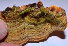 Striegeliger Schichtpilz, Foto 23
