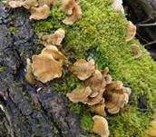 Striegeliger Schichtpilz, Foto 25