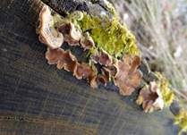 Striegeliger Schichtpilz, Foto 28
