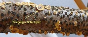 Striegeliger Schichtpilz, Foto 30