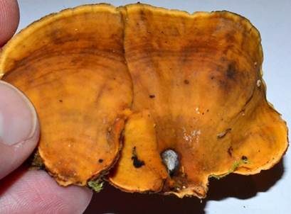 Striegeliger Schichtpilz, Foto 5