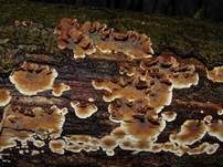 Striegeliger Schichtpilz, Foto 36