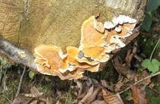 Striegeliger Schichtpilz, Foto 43