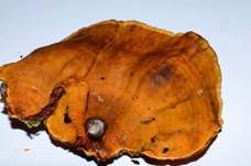 Striegeliger Schichtpilz, Foto 44