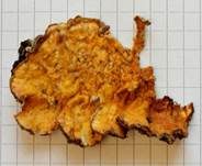 Striegeliger Schichtpilz, Foto 45