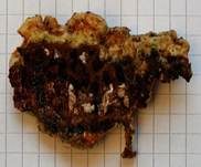 Striegeliger Schichtpilz, Foto 46
