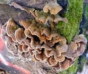 Striegeliger Schichtpilz, Foto 48