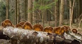 Striegeliger Schichtpilz, Foto 50
