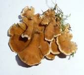 Striegeliger Schichtpilz, Foto 53