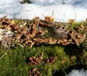 Striegeliger Schichtpilz, Foto 55