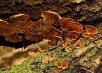 Striegeliger Schichtpilz, Foto 58