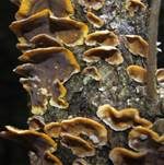 Striegeliger Schichtpilz, Foto 59