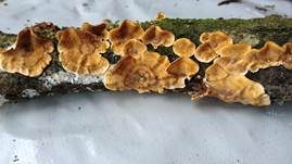 Striegeliger Schichtpilz, Foto 60