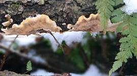 Striegeliger Schichtpilz, Foto 62