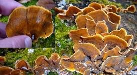 Striegeliger Schichtpilz, Foto 63