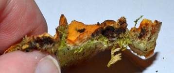 Striegeliger Schichtpilz, Foto 64