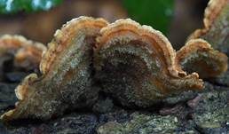 Striegeliger Schichtpilz, Foto 69