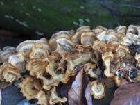 Striegeliger Schichtpilz, Foto 70