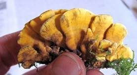 Striegeliger Schichtpilz, Foto 9