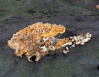 Striegeliger Schichtpilz, Foto 72