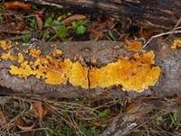 Striegeliger Schichtpilz, Foto 73