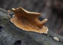 Striegeliger Schichtpilz, Foto 77