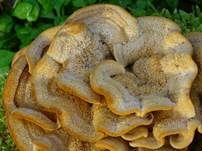 Striegeliger Schichtpilz, Foto 81