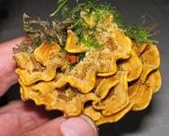 Striegeliger Schichtpilz, Foto 10