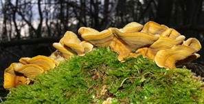 Striegeliger Schichtpilz, Foto 83