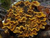 Striegeliger Schichtpilz, Foto 87