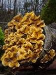 Striegeliger Schichtpilz, Foto 88