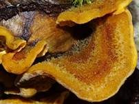 Striegeliger Schichtpilz, Foto 89