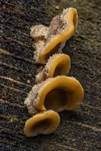 Striegeliger Schichtpilz, Foto 94