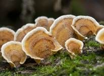 Striegeliger Schichtpilz, Foto 98