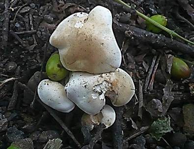 Strohblasser Ritterling, Foto 3
