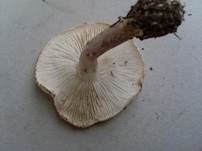 Strohblasser Ritterling, Foto 15