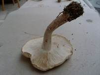 Strohblasser Ritterling, Foto 18