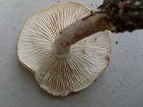 Strohblasser Ritterling, Foto 19