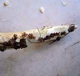 Strohblasser Ritterling, Foto 20
