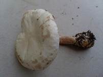 Strohblasser Ritterling, Foto 6