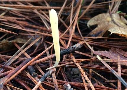Strohfarbene Keule, Foto 4
