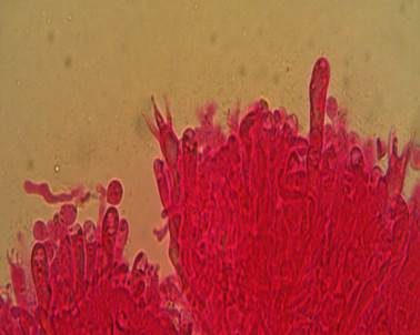 Strohfarbene Keule, Foto 6