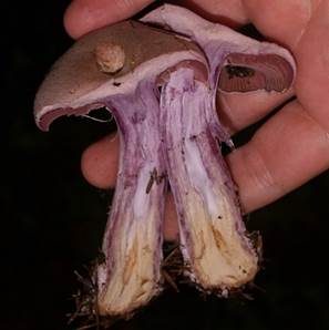Bocksdickfuß, Foto 3